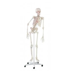 Flexibel Skeletmodel met Spiermarkeringen