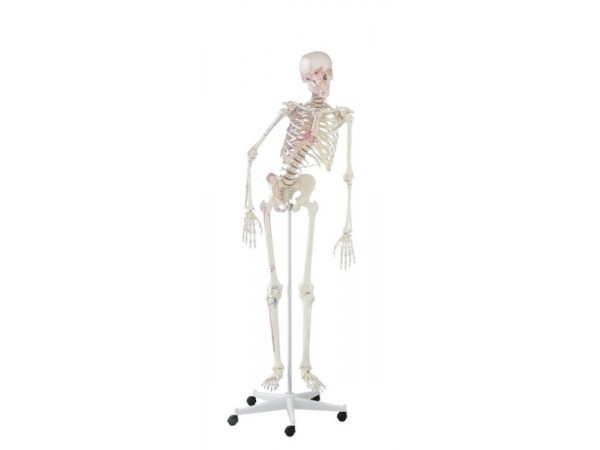 Flexibel Skeletmodel met Spiermarkeringen