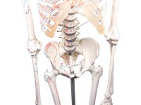 Flexibel Skeletmodel met Spiermarkeringen