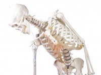 Flexibel Skeletmodel met Spiermarkeringen