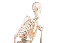 Flexibel Skeletmodel met Spiermarkeringen