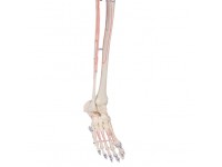 Flexibel Skeletmodel met Spiermarkeringen