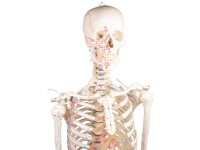 Flexibel Skeletmodel met Spiermarkeringen