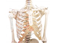 Flexibel Skeletmodel met Spiermarkeringen