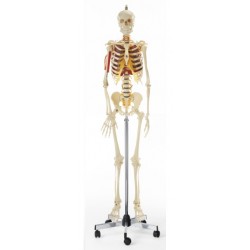 Mannelijk Skelet Model