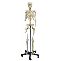 Skeletmodel Adolescent