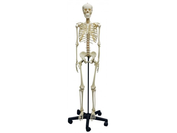 Skeletmodel Adolescent