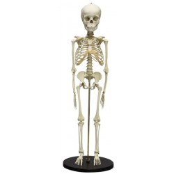 Skeletmodel Kind, 5 jaar