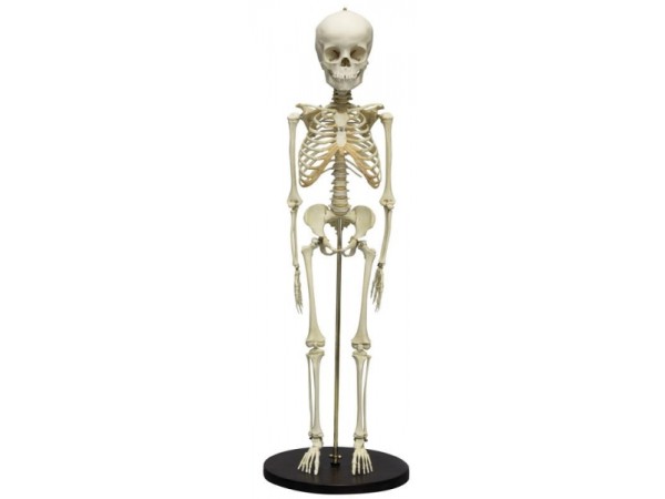 Skeletmodel Kind, 5 jaar