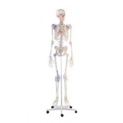 Skeletmodel met spiermarkeringen en ligamenten Skeletmodel met spiermarkeringen en ligamenten