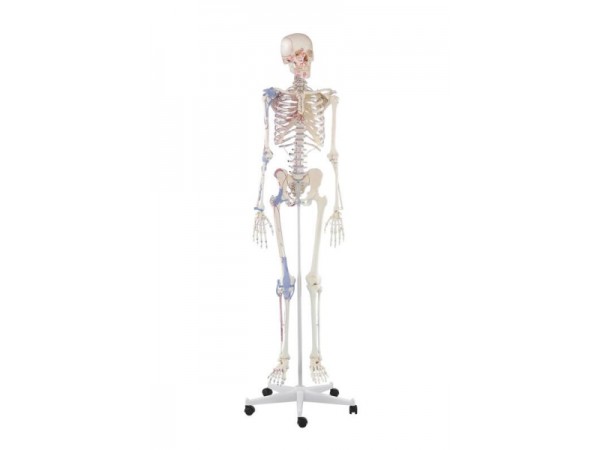 Skeletmodel met spiermarkeringen en ligamenten