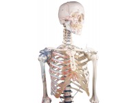 Skeletmodel met spiermarkeringen en ligamenten