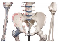 Skeletmodel met spiermarkeringen en ligamenten