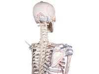 Skeletmodel met spiermarkeringen en ligamenten