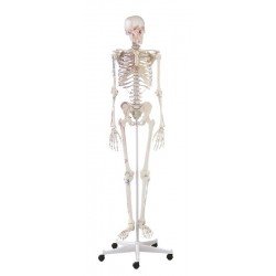Skeletmodel met Spiermarkeringen