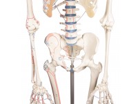 Skeletmodel met Spiermarkeringen