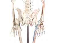 Skeletmodel met Spiermarkeringen