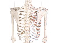 Skeletmodel met Spiermarkeringen