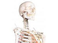 Skeletmodel met Spiermarkeringen