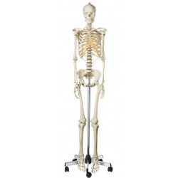 Vrouwelijk Skelet Model 