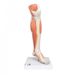 Spiermodel Onderbeen met knie, 3-delig