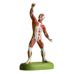 Menselijk Spiermodel, 21 cm