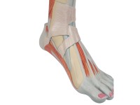 Spiermodel Onderbeen met knie, 3-delig