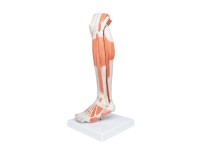 Spiermodel Onderbeen met knie, 3-delig