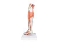 Spiermodel Onderbeen met knie, 3-delig