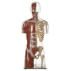 Transparant Spier- en Skelet Torso Model met Hoofd