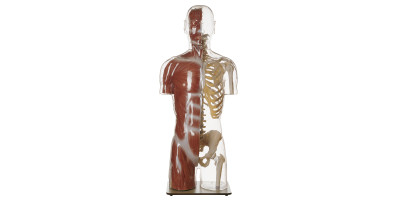 Transparant Spier- en Skelet Torso Model met Hoofd
