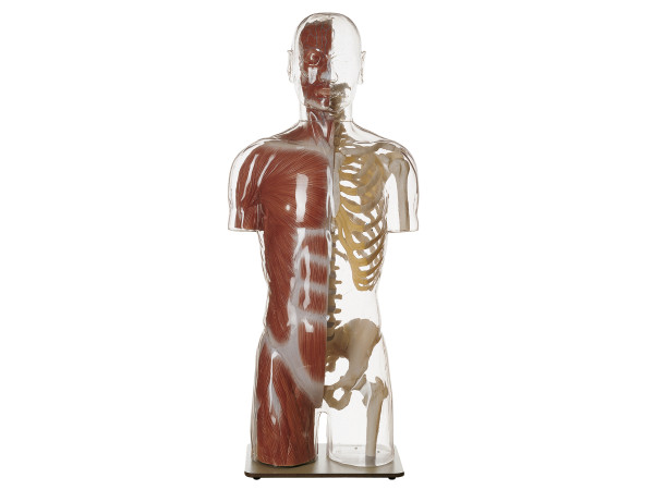 Transparant Spier- en Skelet Torso Model met Hoofd