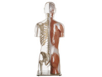 Transparant Spier- en Skelet Torso Model met Hoofd
