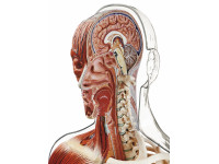 Transparant Spier- en Skelet Torso Model met Hoofd