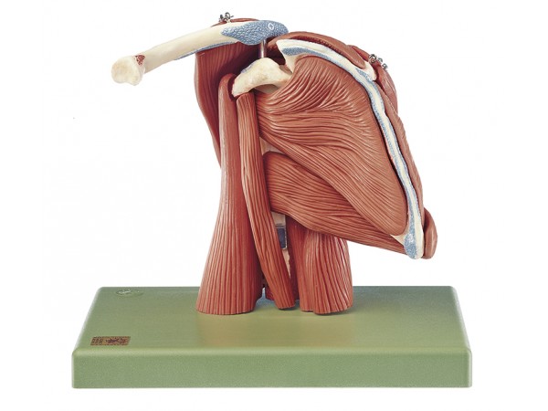 Anatomisch Model Schouderspieren, 10-delig