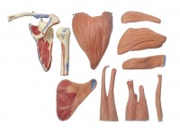 Anatomisch Model Schouderspieren, 10-delig