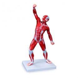 Anatomisch Spierenmodel, 50 cm