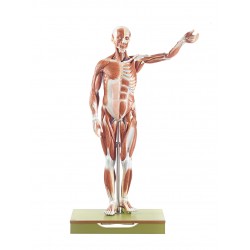 Anatomisch Spiermodel Man, 86 cm