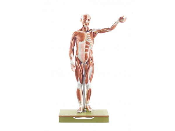 Anatomisch Spiermodel Man, 86 cm