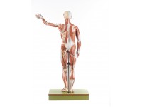 Anatomisch Spiermodel Man, 86 cm