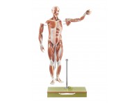 Anatomisch Spiermodel Man, 86 cm