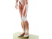 Anatomisch Spiermodel Man, 86 cm