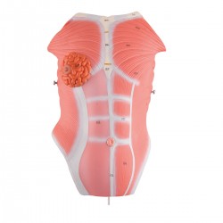 Borstplaat Spieren Model