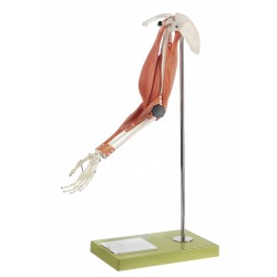Functioneel spiermodel van de arm