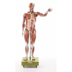 Mannelijk Spierfiguur Somso, 129 cm, 36-delig