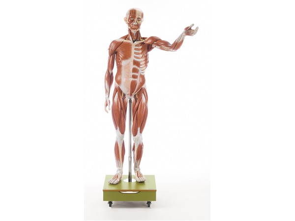 Mannelijk Spierfiguur Somso, 129 cm, 36-delig