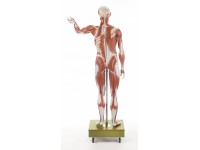 Mannelijk Spierfiguur Somso, 129 cm, 36-delig