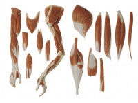 Mannelijk Spierfiguur Somso, 129 cm, 36-delig