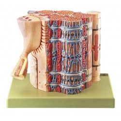 Skeletspier Vezel Model