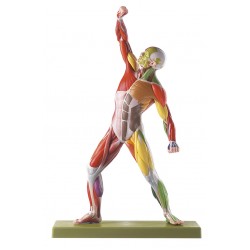 Spieren model met motorische innervatie